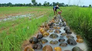 Best video !! catch snails and crabs at field by skill fisherman hand today from field nature