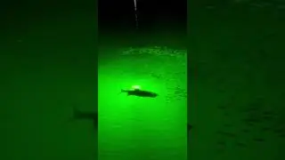 Dock light hunt