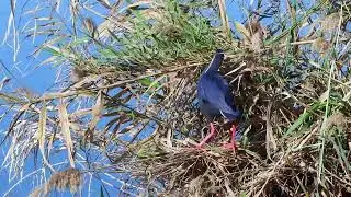 Purple Swamphen  Video 3`