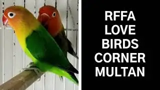 RFFA LOVE BIRDS CORNER MULTAN