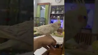 Cockatiel Parrot Jumps Onto My Hand | Cute Bird Interaction | Totu TV #CockatielJump