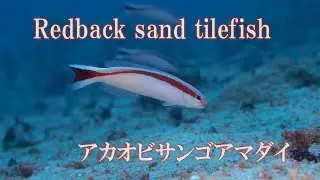 アカオビサンゴアマダイ　Redback sand tilefish　Hoplolatilus marcosi