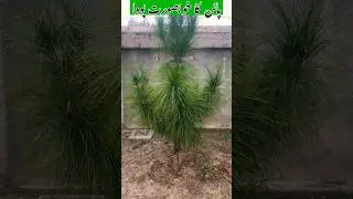 Pine plant || pine ka poda #shorts #youtubeshorts #pinetree #garden #pine