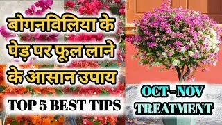 TOP 5 BEST TIPS AND CARE FOR BOUGENVELIYA FLOWERING🤩🔥| OCT AND NOV TREATMENT FOR BOUGENVELIYA🥳