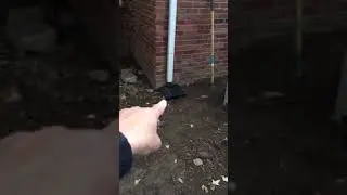 Royal Oak Michigan Yard Drainage System and Brick Paver Installation