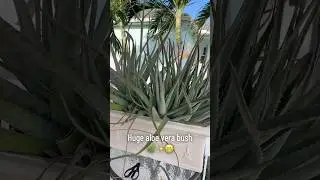 Aloe Vera plants multiply quickly!! 🪴🪴🪴 #houseplant #plantparent