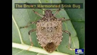 A New Pest Threatens US Agriculture