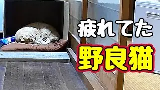 やっと ダンボール使ってくれました…【野良猫】