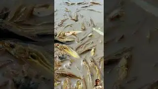 #mudwaterfishing #fish #mudfish #satisfying #fishingtips #catfish #dance