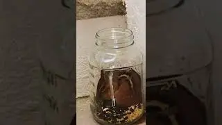 Our friend chipmunk got inside the jar to get some food!