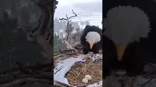Eagal saving eggs during storm#nature #birds #winter storm