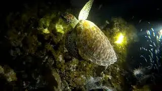 Night Dive, Little Corn Island, Nicaragua