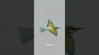 Juvenile European Bee-eater ...#beeeater #beeeaterbird #birds #wildlife