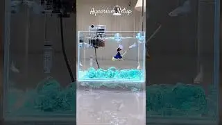 MMA : Aquarium Setup Ideas | Fish Aquarium Decoration Items #aquascape #aquariumsetup #fishtanksetup