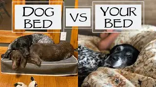 Should You Let Your Dog Sleep With You? - You Ask We Answer Episode 17: Part 2