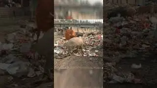 Cow and Pig