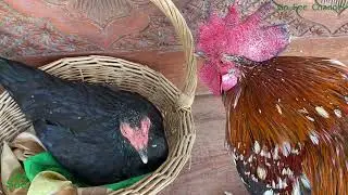 ไก่ตัวผู้กับไก่ตัวเมีย EP.355 Chicken Rooster Hen