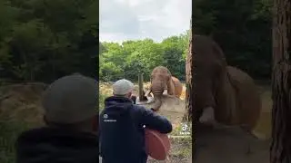 🎸 Guitarist Serenades a Wild Elephant | Heart-Touching Moment in Nature 🐘💛