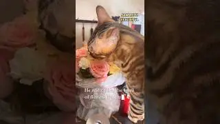 Cats like to smell flowers‼️#cat #funnycats