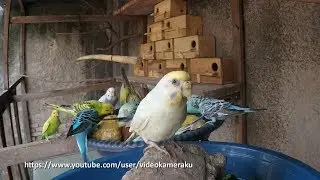 BUDGIES MEAL TIME - 2 Hours - Parakeet Sounds