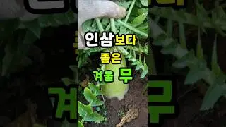 겨울에 '이것' 안 먹으면 손해! 5대 암 예방부터 노안까지 잡는 천연 보약