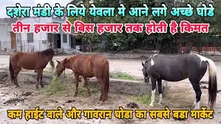 गावरान घोडा का सबसे अच्छा और सस्ता मार्केट येवला घोडा मंडी । गावरान घोडे।भीमथडी घोडे