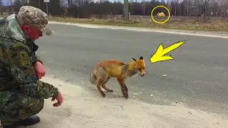 Лиса умоляла лесника о помощи. Только посмотрите что случилось!