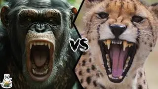 Chimpanzee vs Cheetah - Who Would Win?