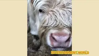 Cows acting like puppies