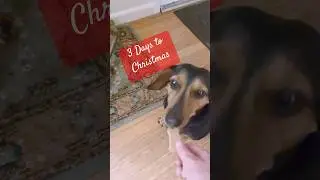 3 Days to Christmas. Dog&rsquo;s advent calendar. #dogchristmas #christmascountdown #adventcalendar #dogs