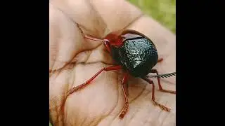 #Sternocera | #Sternocera leap eating | #Shorts