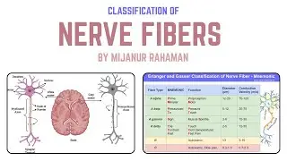 Classification of Nerve Fibers | A, B, C & Ia, Ib, II, III, IV Types Explained | Mijanur Rahaman 