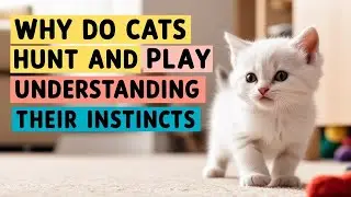 Why Do Cats Hunt and Play: Understanding Their Instincts