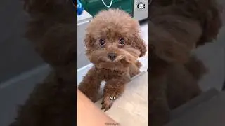 Пудель 🐩 Почему пудели идеально подходят для новичков?