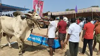 సింగోటం లక్ష్మి నరసింహ స్వామి సీనియర్స్ 2వ జత. k రామాంజనేయులు.