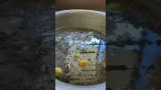 பூஜை பாத்திரங்களை இனி சுலபமாக பளிச்சென்று மாற்றலாம்/  How to clean Pooja vessels?#shorts#shortfeed
