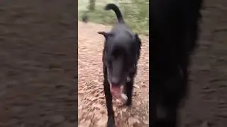 semplicemente passeggiare  #viversilcanesempre #vive #cane #cani #dogs #dog #puppy #australian