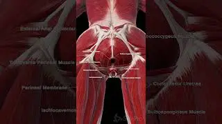 🌸 The Power of the Female Pelvic Floor Muscles 🌸  #PelvicHealth #FemaleAnatomy #PelvicFloor