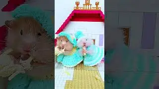 #pet #hamster #cute #funny