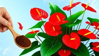 Just 1 Spoon! Anthurium Blooms Non-Stop All Year Naturally
