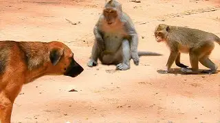 Monkey Daro & Piper With Amber Troop Try Get Some Food But Scare Temple Dog|How Monkey & Dog Meeting