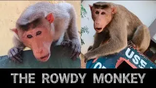 Naming monkeys part 02 , 