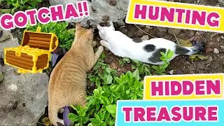 GINGER CAT AND HIS MATE HUNTING HIDDEN TREASURE |  MY CATS DIARY