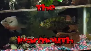 Warmouth Sunfish DESTROYS Crawfish!!