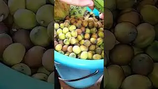 AGRITECH || Teknik mengupas biji lotus #shorts