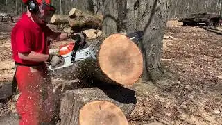 Stayner&rsquo;s XS 462 24&rdquo;
