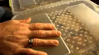 Breeding Mealworms