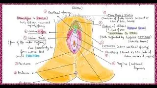 External Genitalia (Vulva) || Female reproductive system