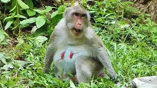 Sad Face! Sad Life! Monkey Really Miss Her Beloved Daughter Janet