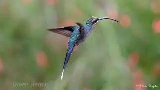 Costa Rica Birds 2023